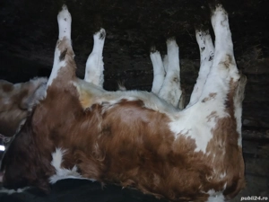 vand 2 turasi si o juninca