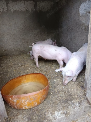 Vând purcei rasă de carne  - imagine 5