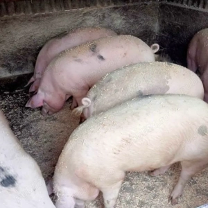 Porci de vânzare crescuți la țară ! - imagine 2