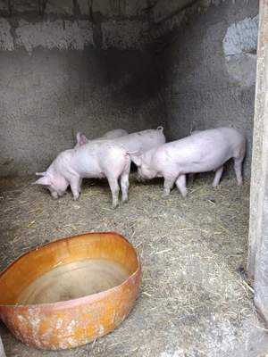 Vând purcei rasă de carne  - imagine 4