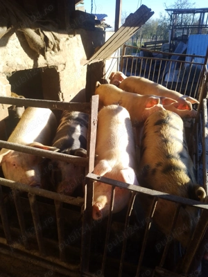 Vând porci 