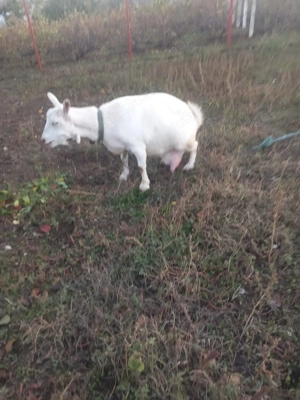 Vand capre sannen tap alpin francez