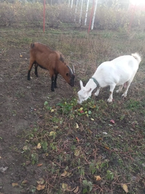 Vand capre sannen tap alpin francez - imagine 3