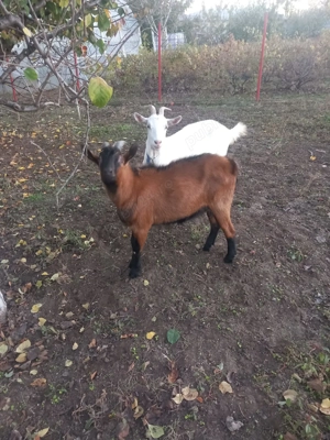 Vand capre sannen tap alpin francez - imagine 2