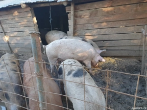 porci de vânzare  - imagine 4 porci de vânzare  - imagine 4