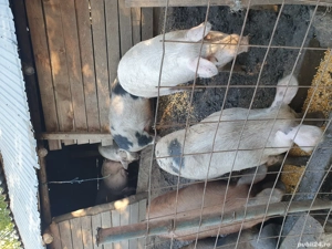 porci de vânzare  - imagine 2 porci de vânzare  - imagine 2