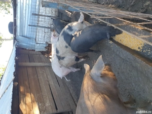porci de vânzare  - imagine 3 porci de vânzare  - imagine 3