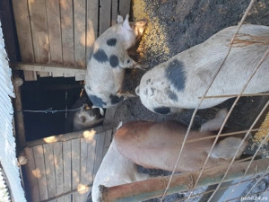 porci de vânzare  - imagine 5 porci de vânzare  - imagine 5
