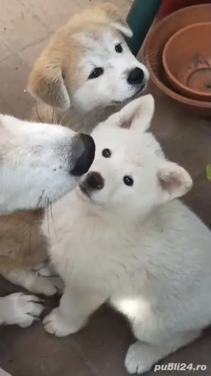 Akita Inu în căutarea unei familie iubitoare  - imagine 3