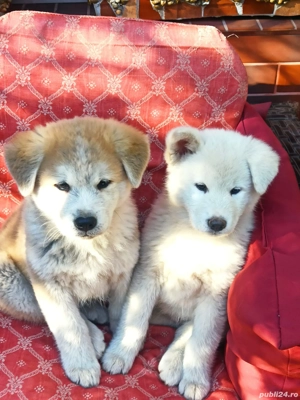 Akita Inu în căutarea unei familie iubitoare  - imagine 4