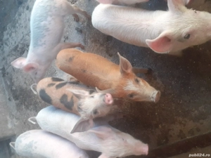 purcei de 12saptamani