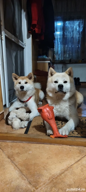 Akita Inu în căutarea unei familie iubitoare  - imagine 5