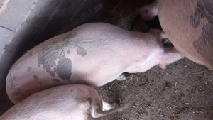 Porci de carne 200 +