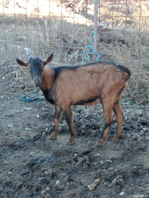 Vand Tap Alpin Francez ! - imagine 3