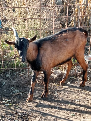 Vand Tap Alpin Francez !