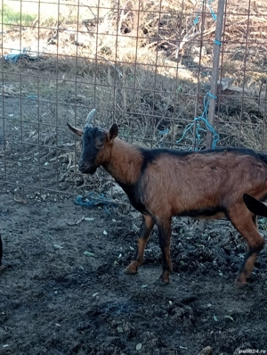 Vand Tap Alpin Francez ! - imagine 2