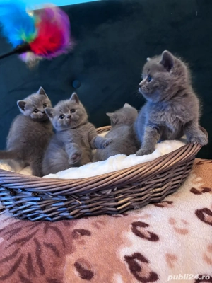british shorthair Blue  - imagine 2