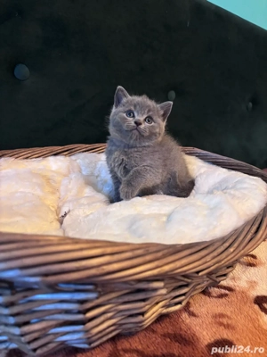 british shorthair Blue  - imagine 3