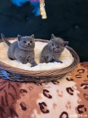 british shorthair Blue  - imagine 5
