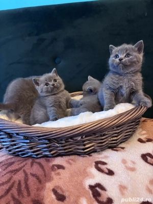 british shorthair Blue  - imagine 4