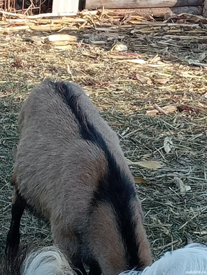 Vand Tap Alpin Francez ! - imagine 4