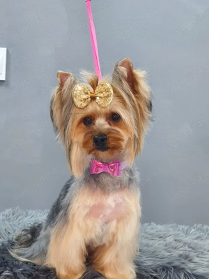 Yorkshire terrier