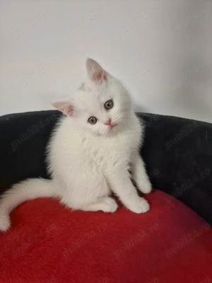 British shorthair Schottish fold