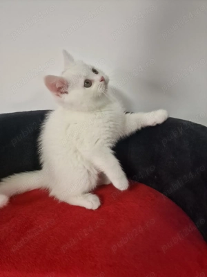 British shorthair  Schottish fold  - imagine 3