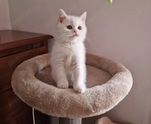 British shorthair  Schottish fold  - imagine 5