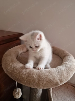 British shorthair  Schottish fold  - imagine 4