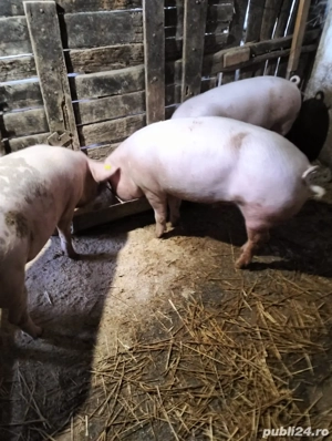 porci de vanzare - imagine 2