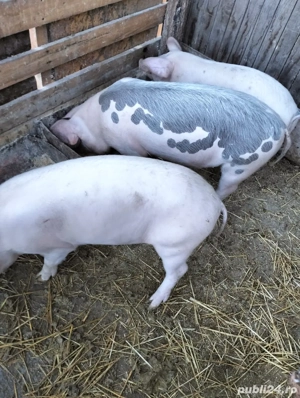 purcei pentru rotisor 