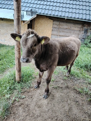 Vând vitica metis angus - imagine 3