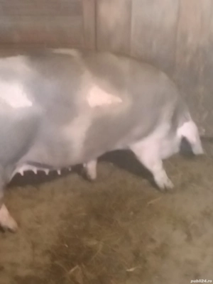 Vând scroafa  - imagine 3 Vând scroafa  - imagine 3