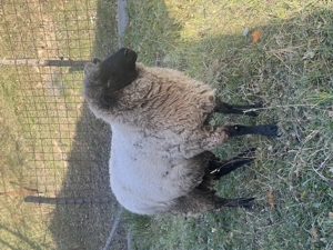 Vand 6 oi cap negru german - imagine 3 Vand 6 oi cap negru german - imagine 3