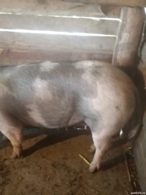 Vând scroafa  - imagine 2 Vând scroafa  - imagine 2