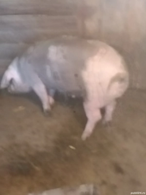 Vând scroafa  - imagine 5 Vând scroafa  - imagine 5