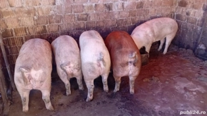 Vând porci pentru sacrificat 
