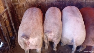 Vând porci pentru sacrificat 