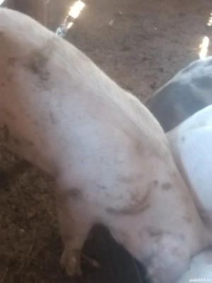 Vând porci - imagine 4