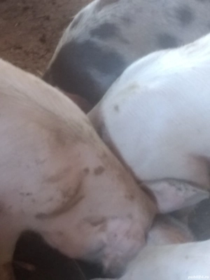 Vând porci - imagine 3