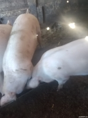 Vând porci - imagine 2