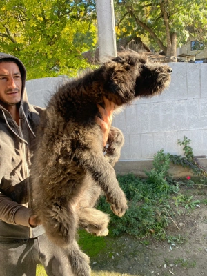 Disponibila 3 luni.  - imagine 2