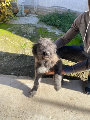 Disponibila 3 luni.  - imagine 3