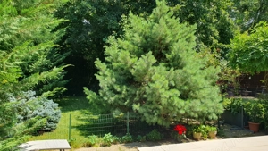 Vila P+1 cu gradina langa Padurea Baneasa, Sector 1, Bucuresti - imagine 2