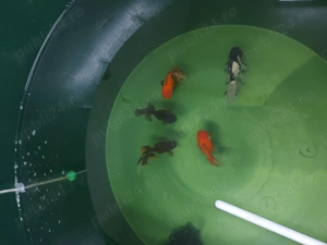 Pesti de acvariu - imagine 2