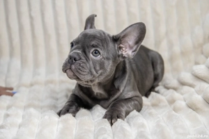 Bulldog Francez - blue - Transport in tara - buldog francez