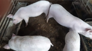 Purcei din rasa Marelui Alb - imagine 3 Purcei din rasa Marelui Alb - imagine 3