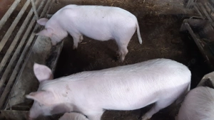 Purcei din rasa Marelui Alb - imagine 6 Purcei din rasa Marelui Alb - imagine 6