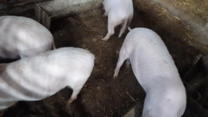 Purcei din rasa Marelui Alb - imagine 2 Purcei din rasa Marelui Alb - imagine 2